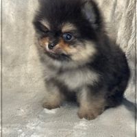 Blaise, mâle spitz nain poméranien ,lof #2