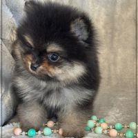 Blaise, mâle spitz nain poméranien ,lof #4