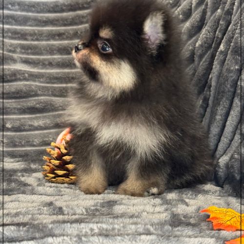 Bambi, mâle spitz nain poméranien,lof #2