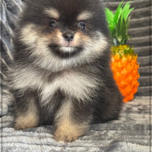 Bambi, mâle spitz nain poméranien,lof #4