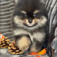 Bambi, mâle spitz nain poméranien,lof #1