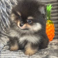 Bambi, mâle spitz nain poméranien,lof