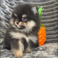 Bambi, mâle spitz nain poméranien,lof #5