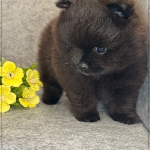 Bounty, mâle spitz nain poméranien,lof #4