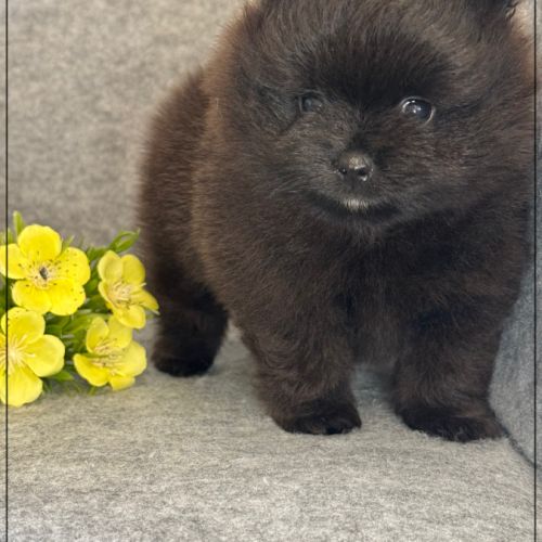 Bounty, mâle spitz nain poméranien,lof #5