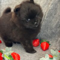 Bounty, mâle spitz nain poméranien,lof #1