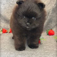 Bounty, mâle spitz nain poméranien,lof