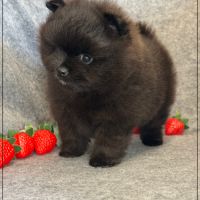 Bounty, mâle spitz nain poméranien,lof #3