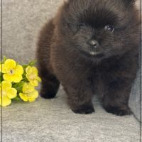 Bounty, mâle spitz nain poméranien,lof #5