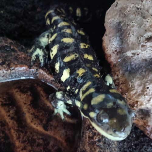 Salamandre tigrée avec terrarium #1