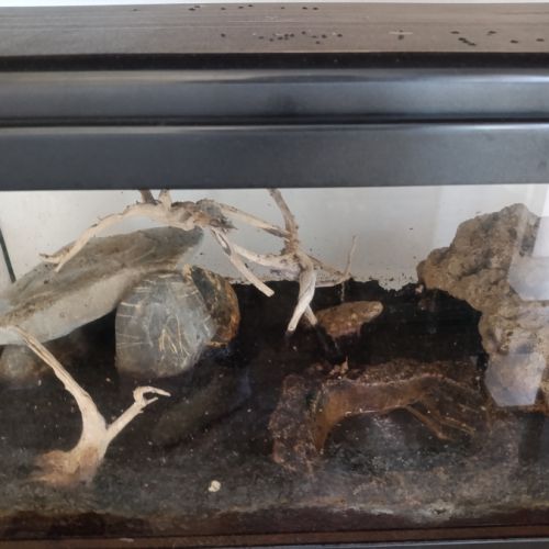 Salamandre tigrée avec terrarium #0