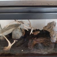 Salamandre tigrée avec terrarium