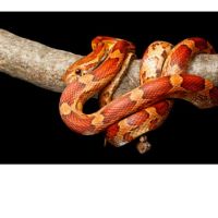 Recherche serpent de blé avec terrarium