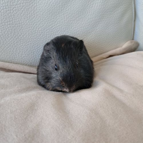 Bébés cochons d’inde #4