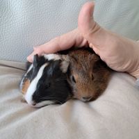 Bébés cochons d’inde