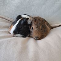 Bébés cochons d’inde #2