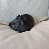 Bébés cochons d’inde #3