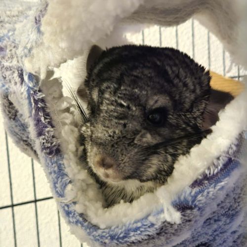 Trois chinchillas recherche nouvelle famille #1