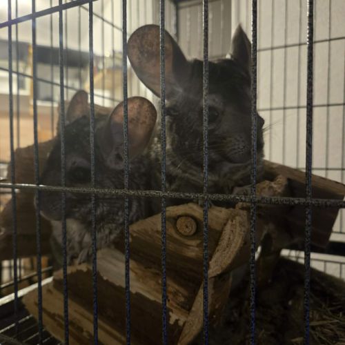 Trois chinchillas recherche nouvelle famille #5