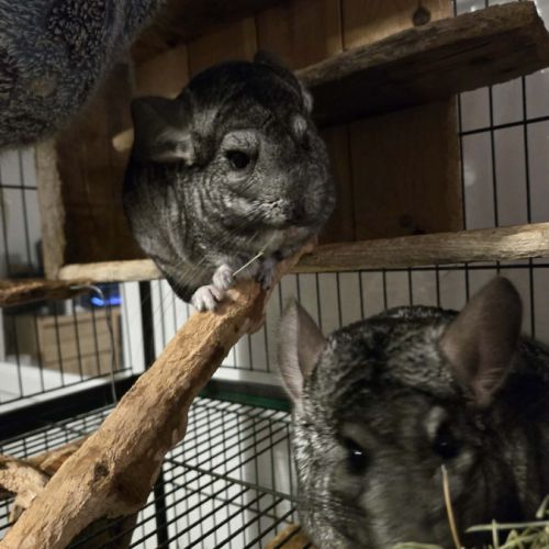 Trois chinchillas recherche nouvelle famille #6