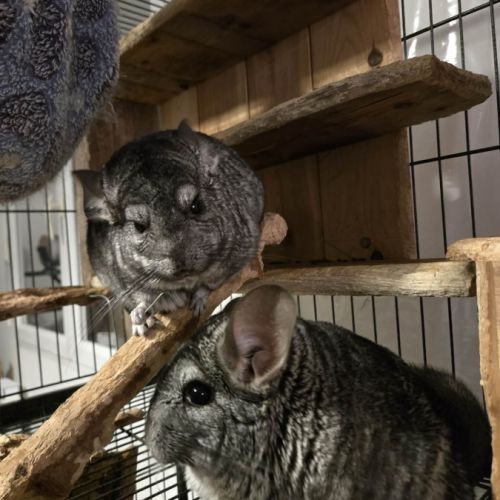 Trois chinchillas recherche nouvelle famille #0