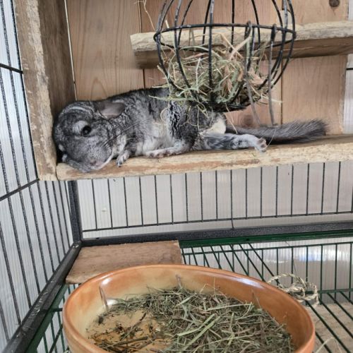 Trois chinchillas recherche nouvelle famille #9