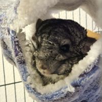 Trois chinchillas recherche nouvelle famille #1