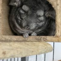Trois chinchillas recherche nouvelle famille #2