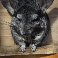 Trois chinchillas recherche nouvelle famille #3