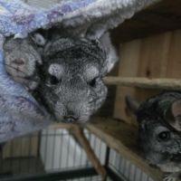 Trois chinchillas recherche nouvelle famille #4