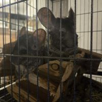 Trois chinchillas recherche nouvelle famille #5