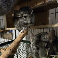Trois chinchillas recherche nouvelle famille #6