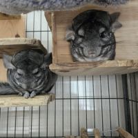 Trois chinchillas recherche nouvelle famille #7