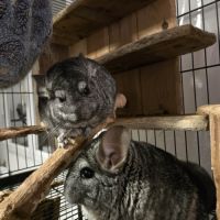 Trois chinchillas recherche nouvelle famille