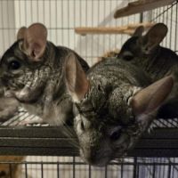 Trois chinchillas recherche nouvelle famille #10