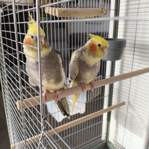 Vend couple de calopsittes femelles