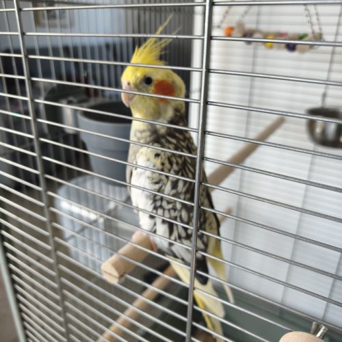 Vend couple de calopsittes femelles #3