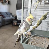 Vend couple de calopsittes femelles #2