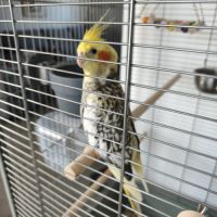 Vend couple de calopsittes femelles #3