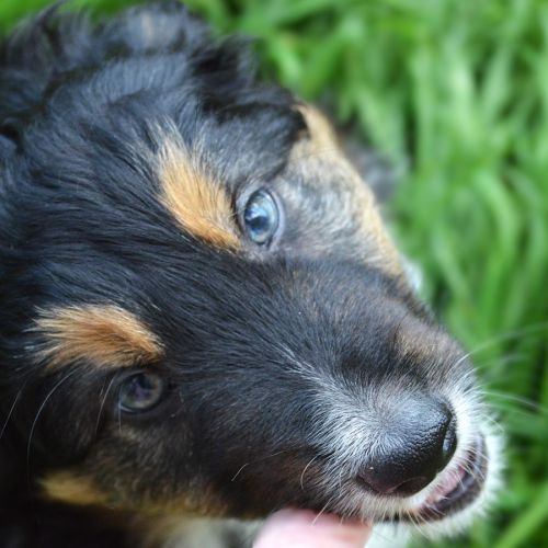 Magnifiques chiots berger américain miniature #4