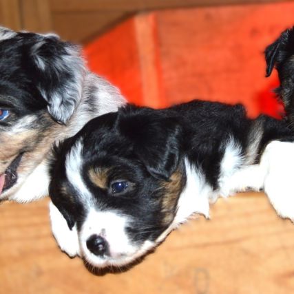 Magnifiques chiots berger américain miniature #2