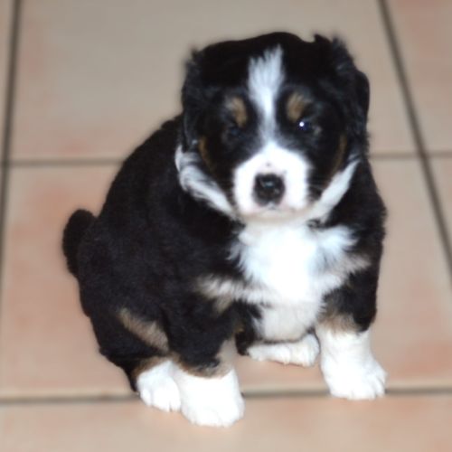 Magnifiques chiots berger américain miniature #3