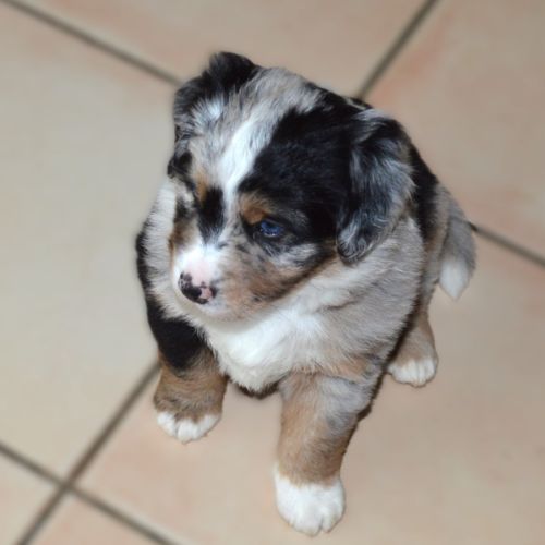 Magnifiques chiots berger américain miniature #6