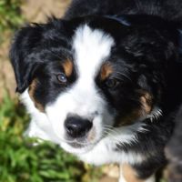 Magnifiques chiots berger américain miniature #0