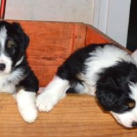 Magnifiques chiots berger américain miniature