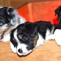 Magnifiques chiots berger américain miniature #2