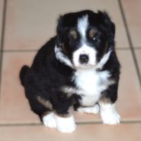 Magnifiques chiots berger américain miniature #3