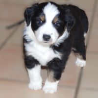 Magnifiques chiots berger américain miniature #4