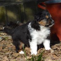 Magnifiques chiots berger américain miniature #5