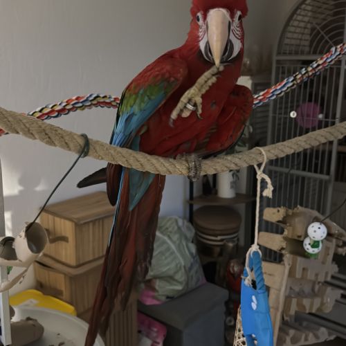 À vendre jeune perroquet #0